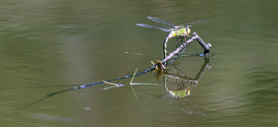 accr'eau branche